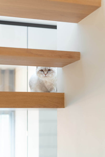 European oak stairsteps with a cat peering through them.