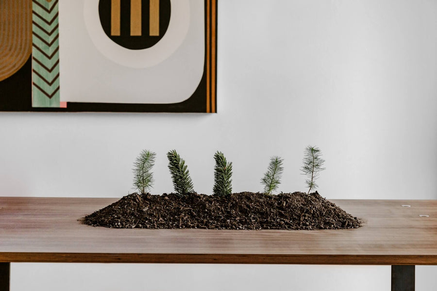 A dining table with a mount of dirt on it and mini trees sticking it.